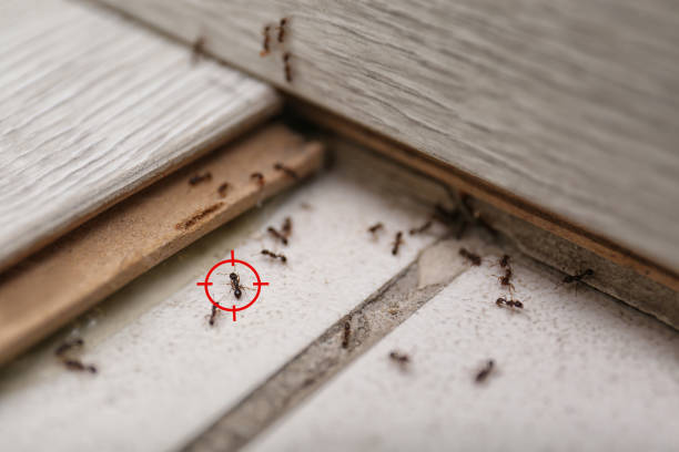Reliable Greenlawn, NY Pest Control Solutions