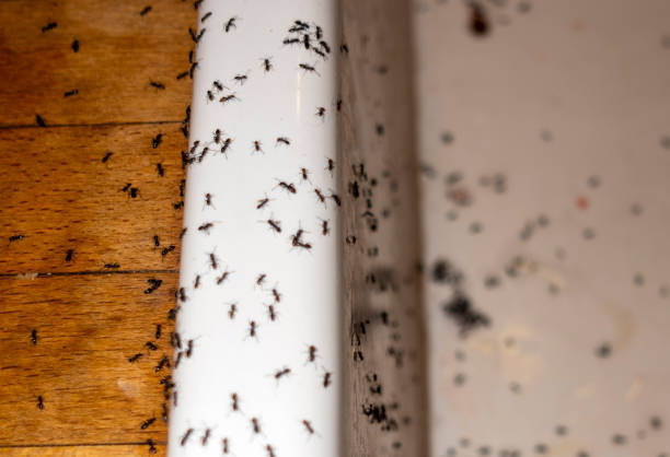 Best Mosquito Control Services  in Greenlawn, NY